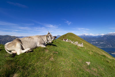 Cow grazing in the italian alps