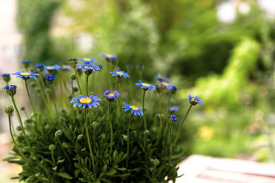 Close-up of purple flowering plants