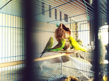 Bird perching in cage