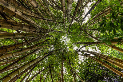 Low angle view of bamboo trees in forest