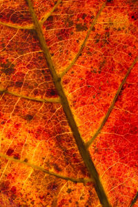 Full frame shot of red autumn leaf