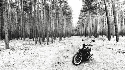 Motorbike amidst a forest