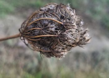 Close-up of plant