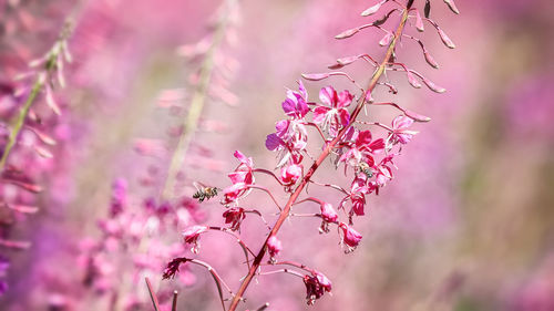 Close-up of pink flowering plant against blurred background