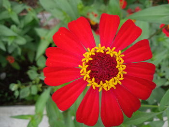 Close-up of red flower