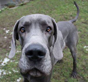 Close-up portrait of dog