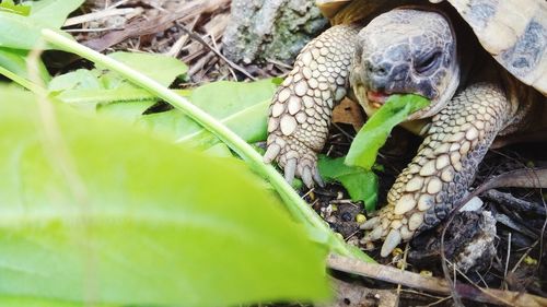 Close-up of a lizard