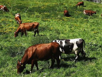 Cows on field