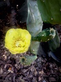 Close-up of yellow flowers