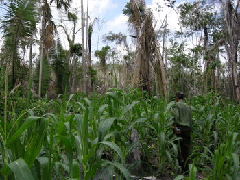 Trees growing on field