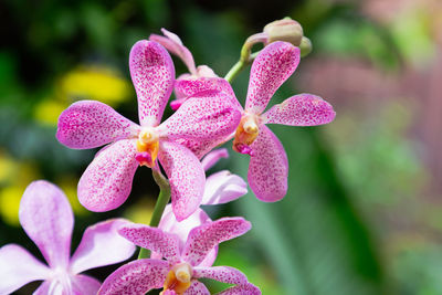 Close-up of pink flowering plant