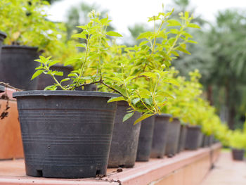 Close-up of fresh green plant