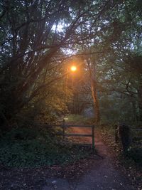 Trees growing in forest against sky during autumn