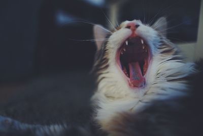 Close-up of cat yawning