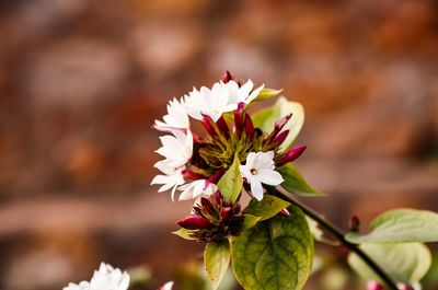 Close-up of white flowering plant