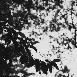Low angle view of leaves against sky