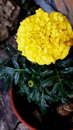 Close-up of yellow flowers