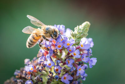 Close-up of insect on purple flower