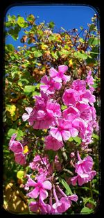 Close-up of pink flowers blooming outdoors