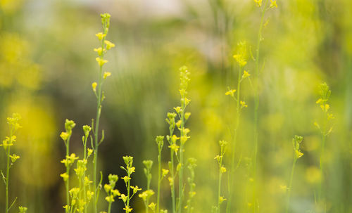 Close-up of yellow flowering plants on field