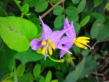 Close-up of yellow flowers blooming outdoors