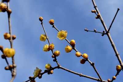 Low angle view of flowering plants against blue sky