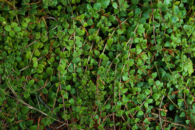 Full frame shot of fresh green plants