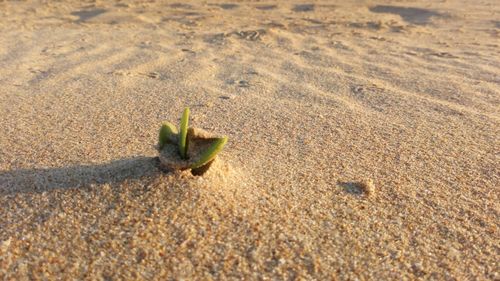 High angle view of crab on sand