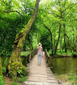 Rear view of people on footbridge in forest