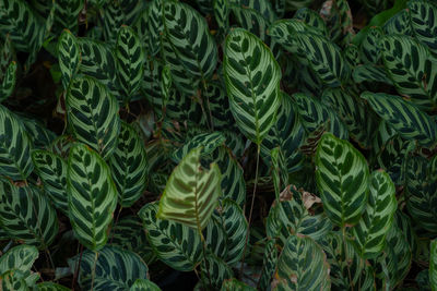 Full frame shot of green leaves