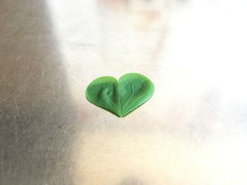 Close-up of heart shape leaf