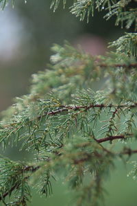 Close-up of pine tree branch