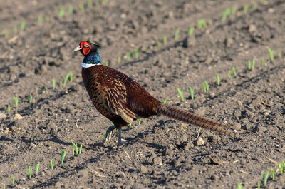 Close-up of bird on field