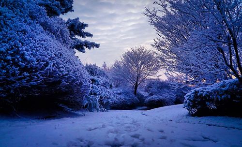 Snow covered landscape