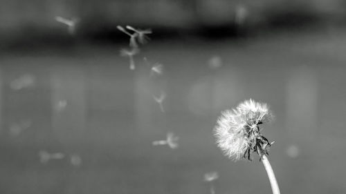 Close-up of dandelion against blurred background