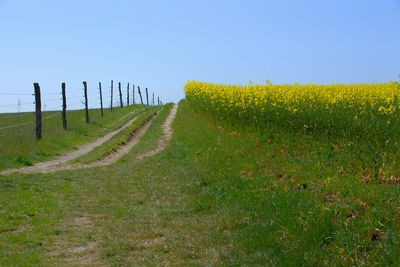 Scenic view of agricultural field against clear sky