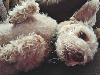 Close-up portrait of dog