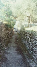 Footpath amidst trees