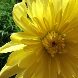 Close-up of yellow flower