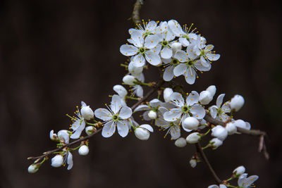Branch with white flowers on a fruit tree on a dark background
