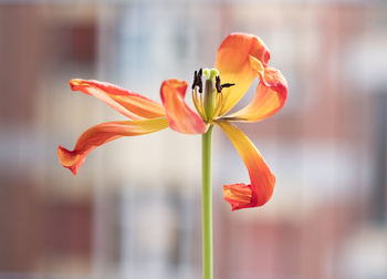 Close-up of orange lily