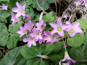 Close-up of purple flowers blooming outdoors