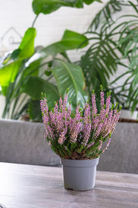 plant