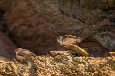 Bird perching on rock