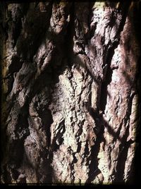 Full frame of tree trunk