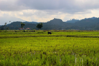 Scenic view of farm field against sky