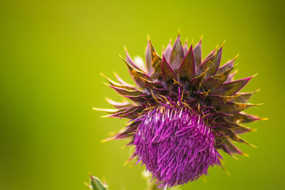 Close-up of purple flower plant