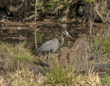 View of birds perching on grass