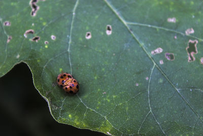 High angle view of ladybug on leaf