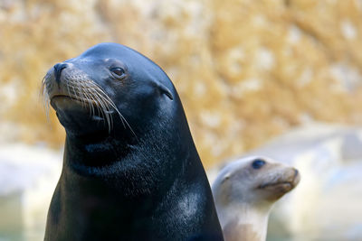 Close-up of seal swimming in water